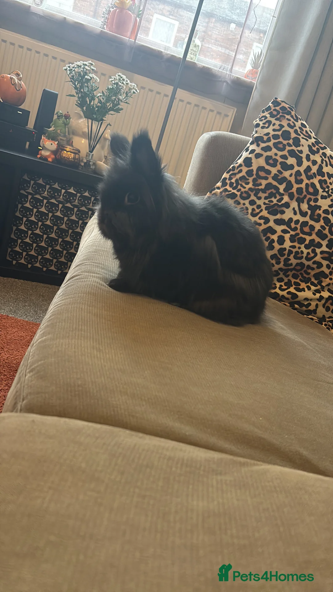 Lionhead rabbits for sale: Two beautiful lionhead bunnies  in Hyde - Advert 3