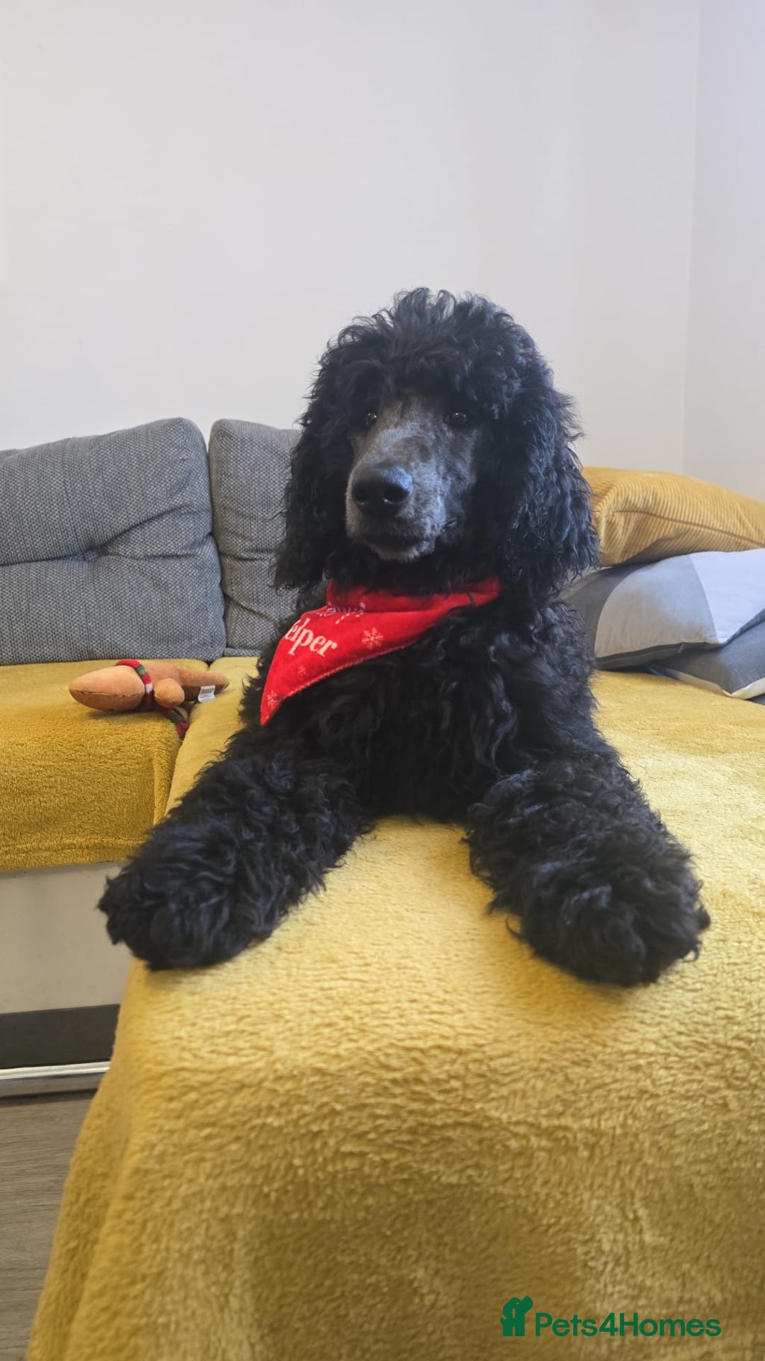 Standard Poodle dogs for sale: KC standard poodle Silver girl for sale ! - Advert 8