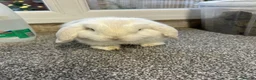 Mini Lop rabbits for sale:  Mini Lop Babies Ready to leave :) - Advert 4