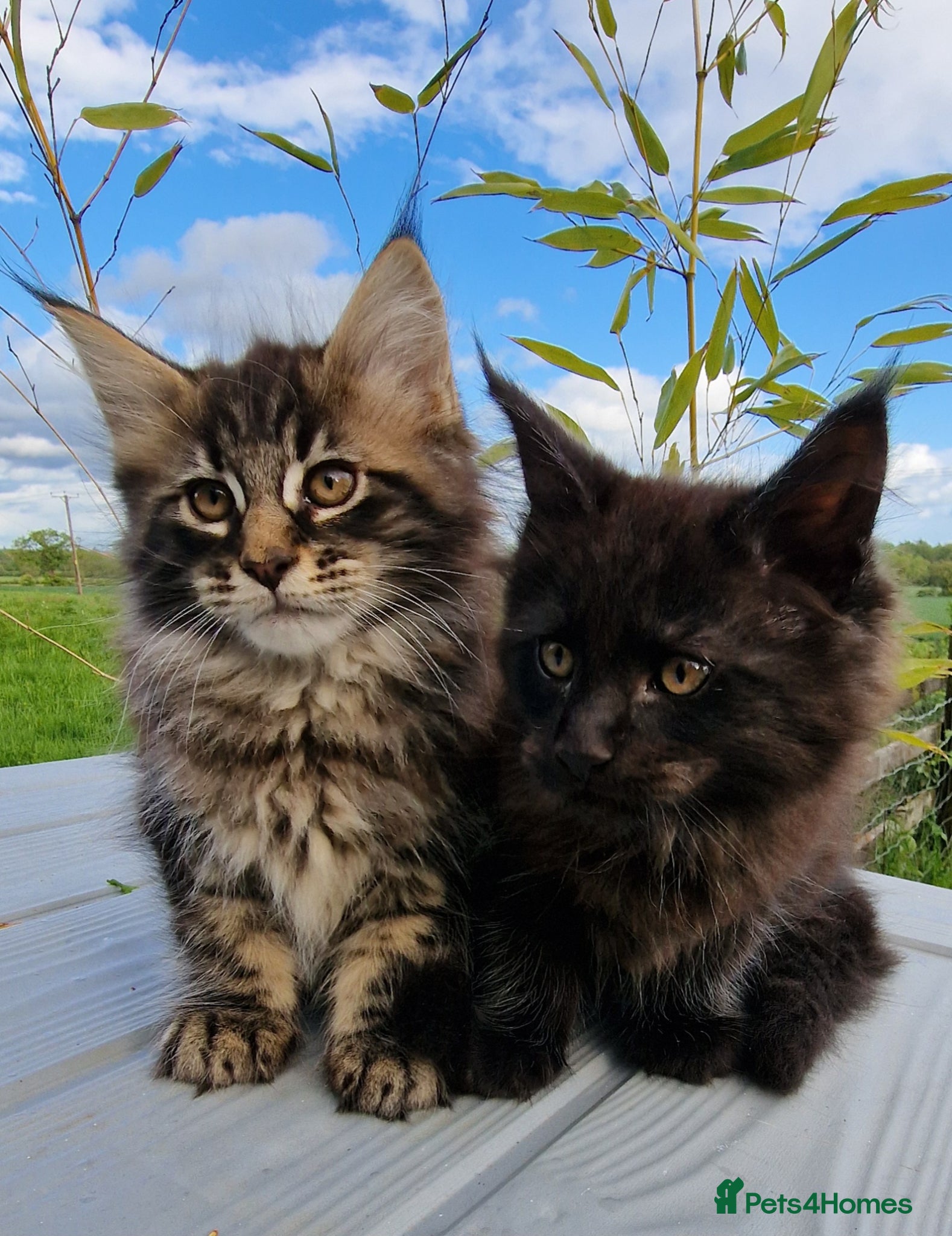 Mixed Breed cats Maine Coon X Kittens 'Stunning' - Advert 1
