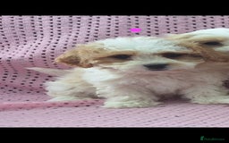 Cavachon dogs for sale: Cavachon Puppies for sale - Image 3