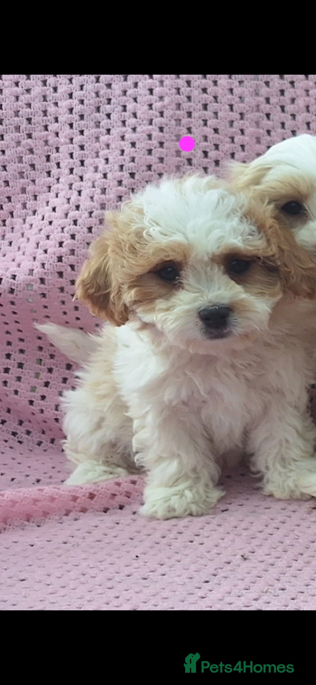 Cavachon dogs for sale: Cavachon Puppies for sale - Image 3