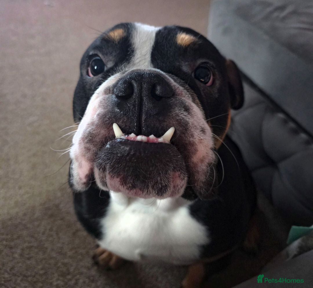 English Bulldog dogs English bulldog - Advert 8