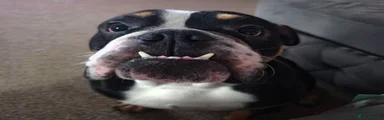 English Bulldog 1