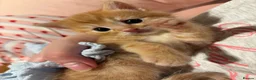 Mixed Breed cats for sale: Ragamuffin & Siamese tabby mixed - Advert 6