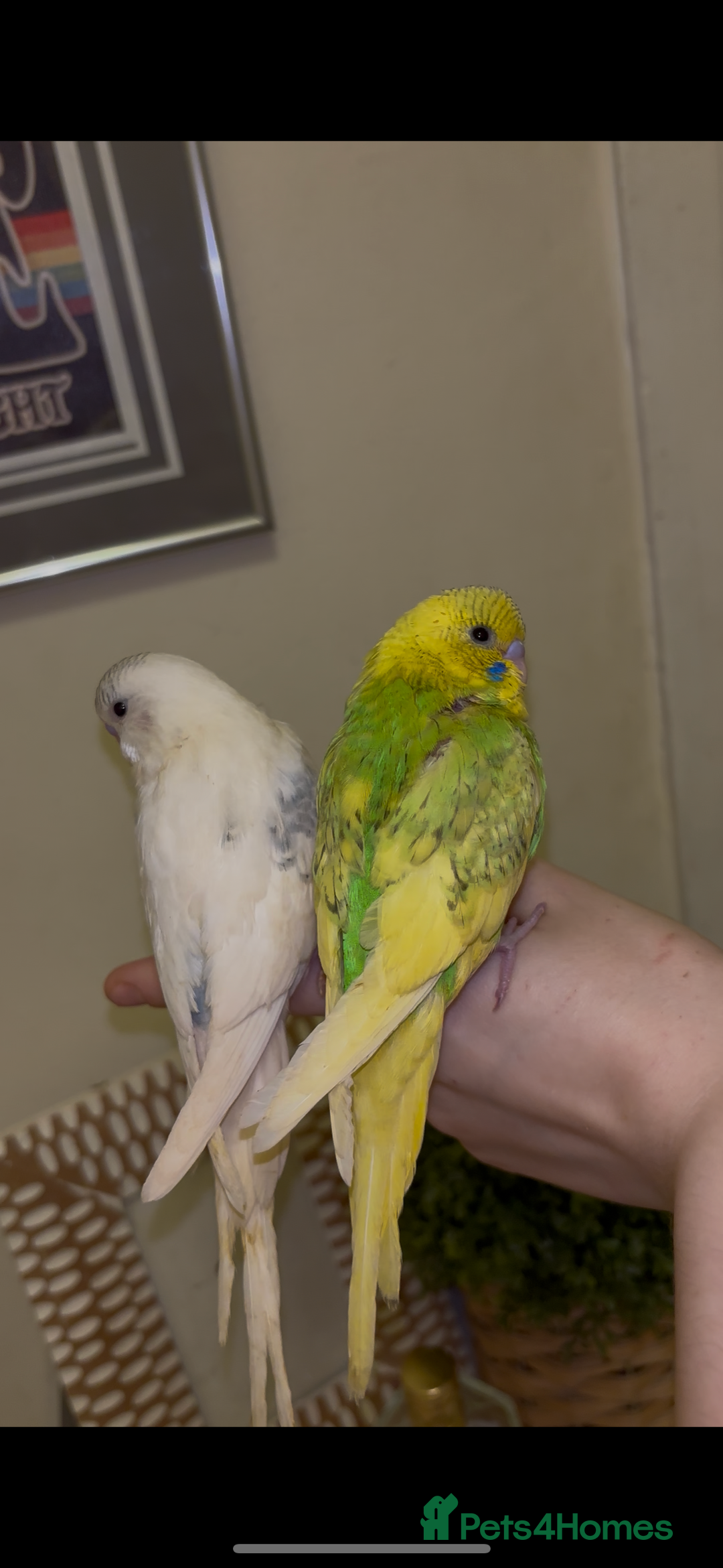 Budgerigars birds for sale: Hand reared hand tame baby budgies - Advert 5