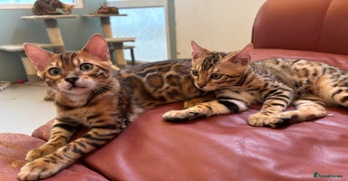 Bengal cats - Advert 2