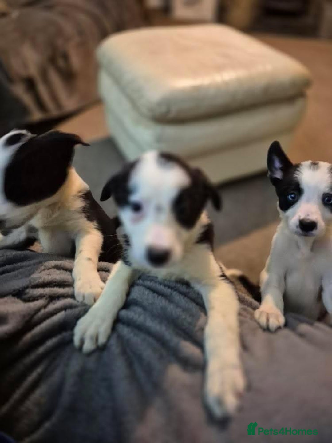 Border Collie dogs for sale: Border collie pups for sale  - Image 25