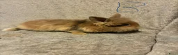 Lionhead rabbits for sale: Pure Lionhead Bunnies  - Advert 4