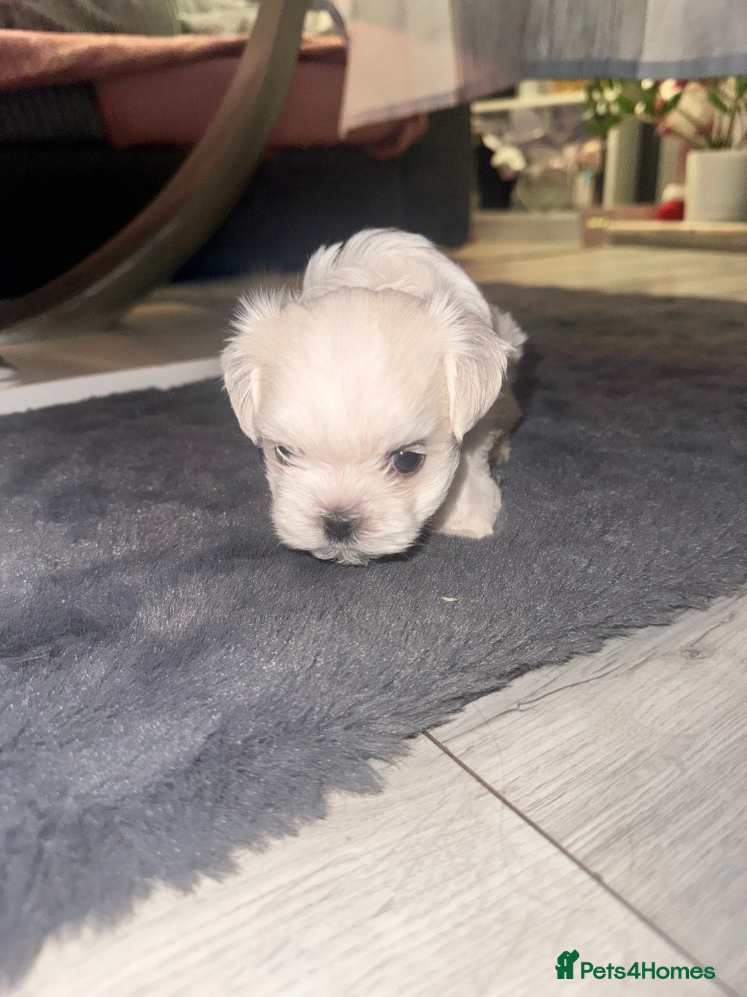 Maltese dogs for sale: Maltese For Sale ❤️ - Advert 12