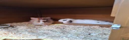 Mixed Breed rabbits for sale: 2 female bunnies for sale - Advert 1