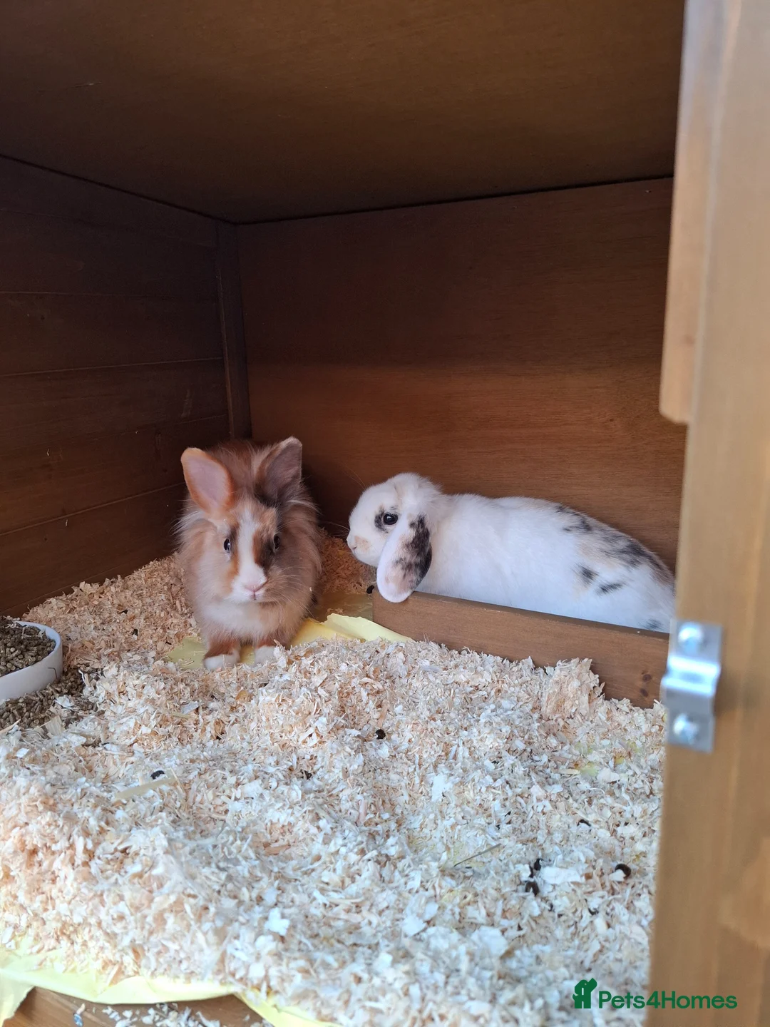 Mixed Breed rabbits for sale: 2 female bunnies for sale - Advert 1