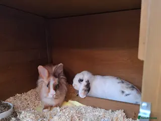 Mixed Breed rabbits 2 female bunnies for sale - Advert 1