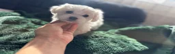 Maltese dogs for sale: >>PUREBRED BEAUTIFULLY MALTESE PUPPIES<< - Advert 18