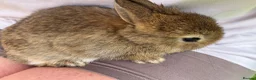 Netherland Dwarf rabbits for sale: Netherland dwarf buck  - Advert 3