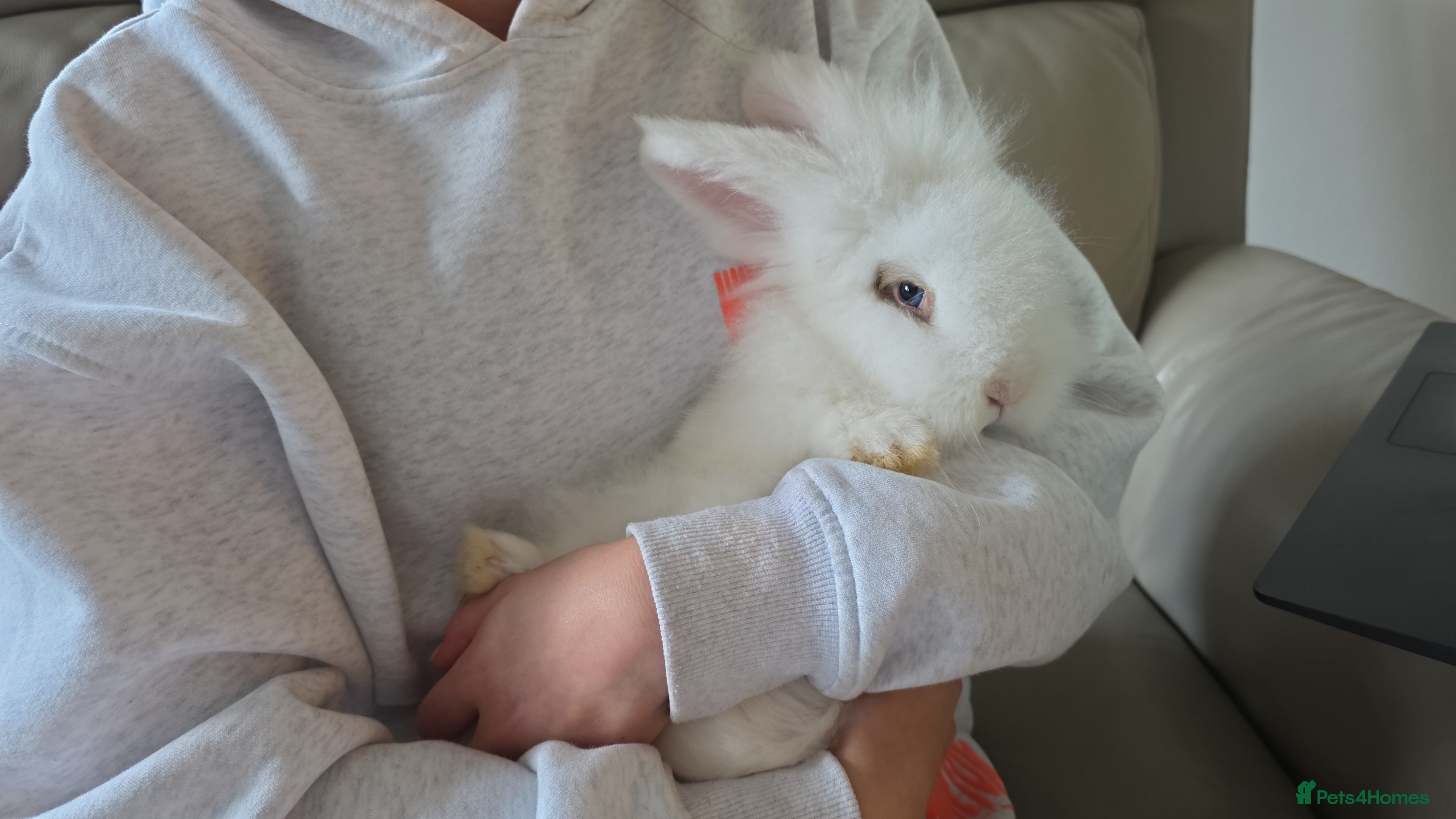 Lionhead rabbits Friendly male rabbit 😍 perfect for  **   - Advert 5