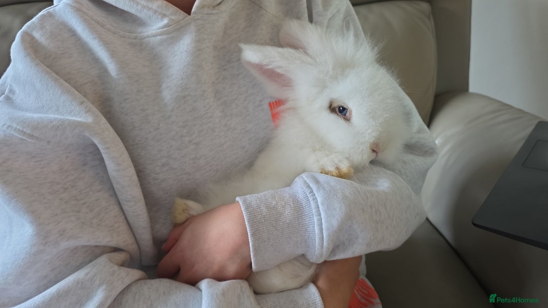 Lionhead rabbits for sale: Friendly male rabbit 😍 perfect for  **   - Advert 1