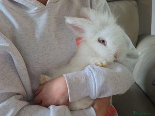 Lionhead rabbits Friendly male rabbit 😍 perfect for ** - Advert 1