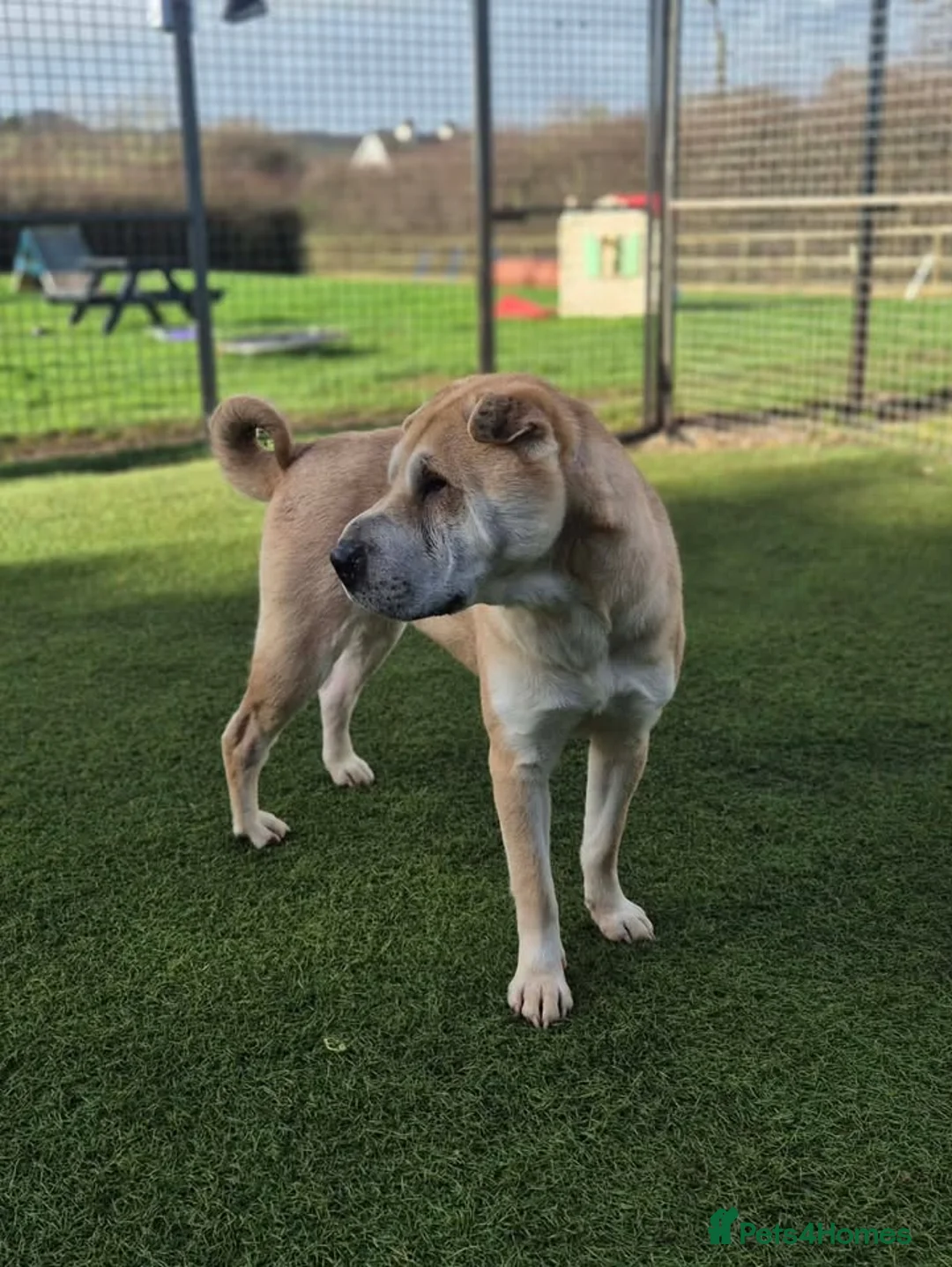 Mixed Breed dogs for adoption: DOVE - 2 year old Shar Pei x Akita - Advert 2