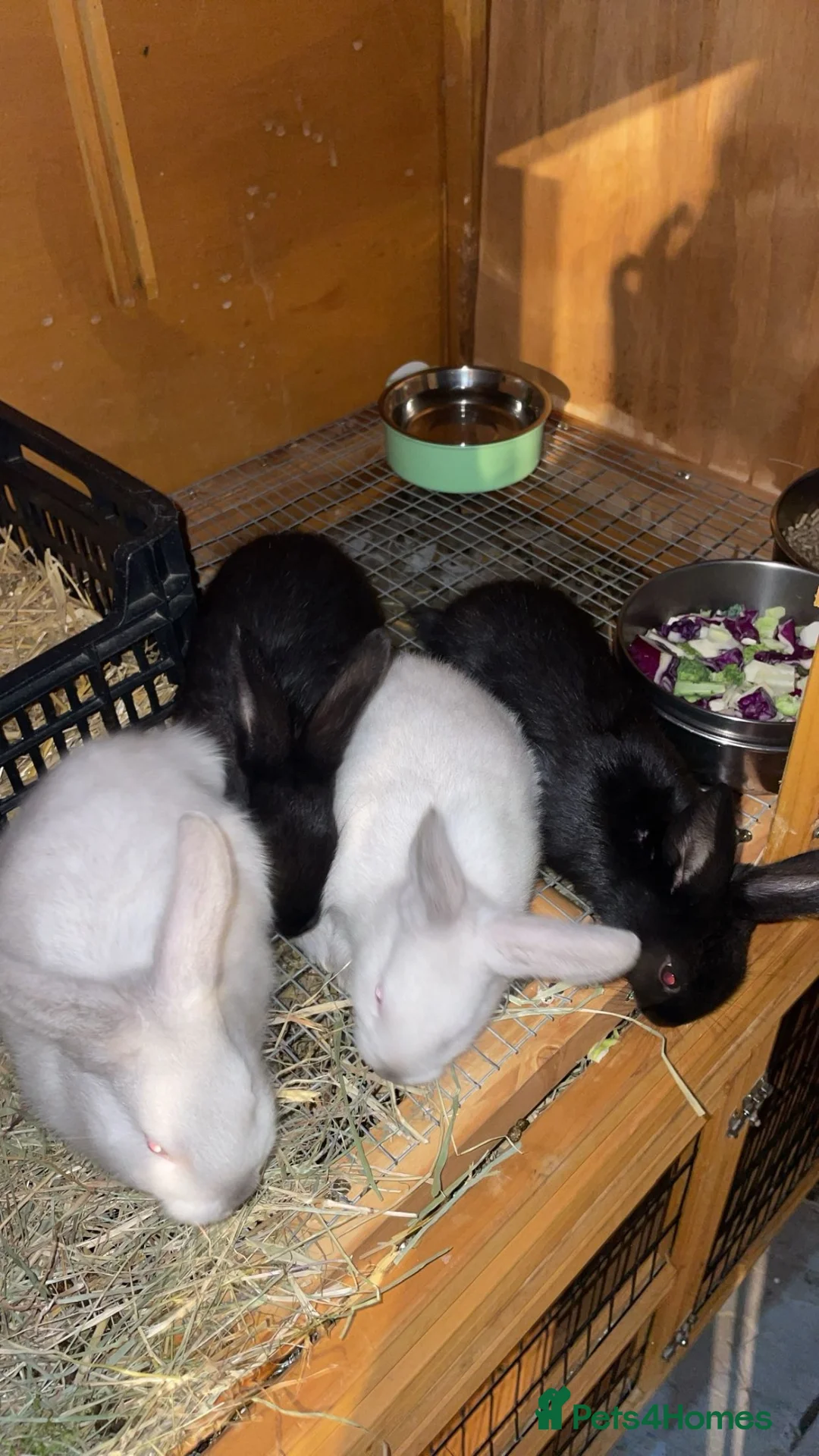 Mixed Breed rabbits for sale: Californian/New Zealand Cross in Birmingham - Advert 2