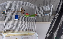 Lovebirds birds for sale: Male an female lovebirds - Image 2