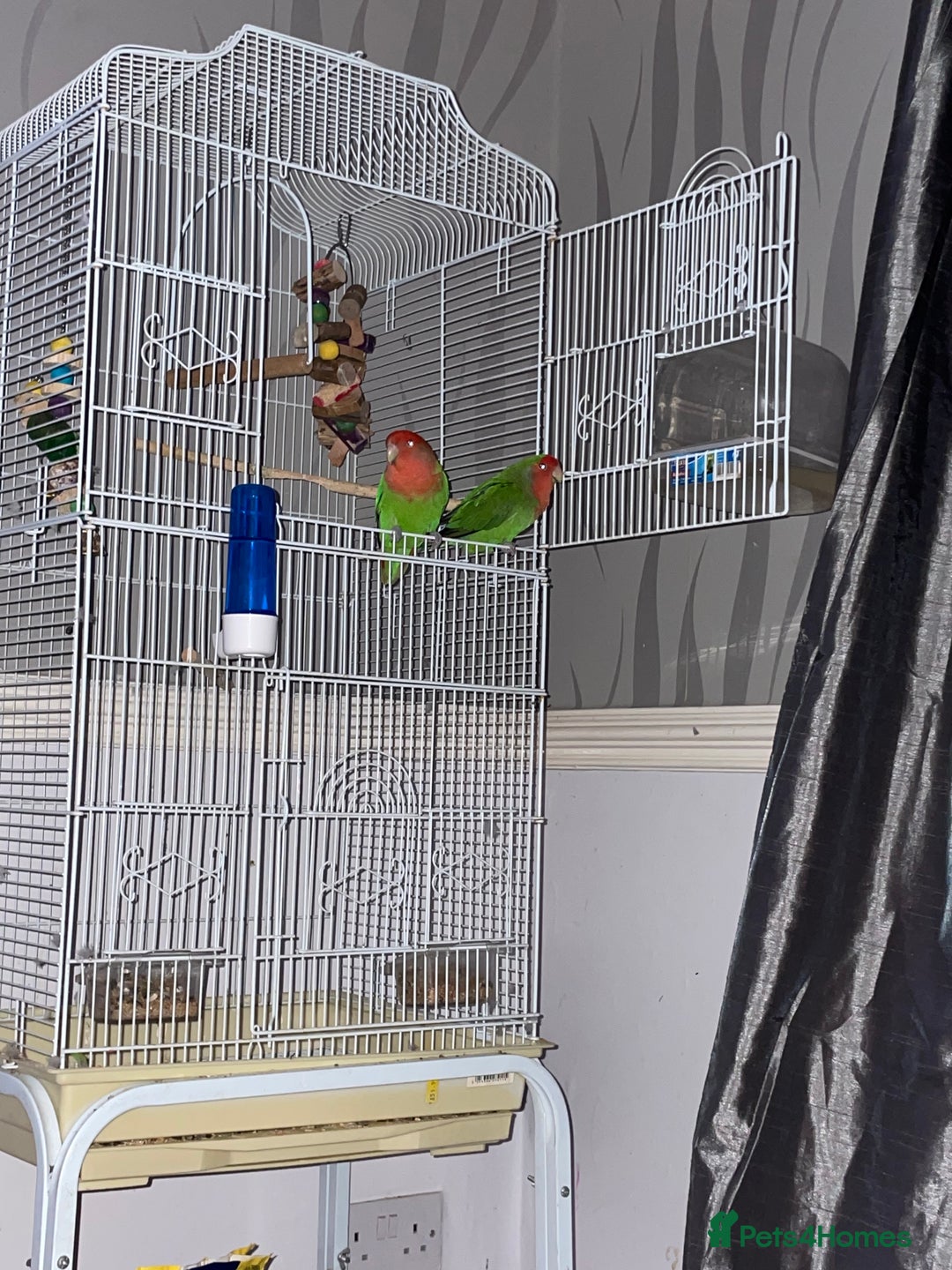 Lovebirds birds for sale: Male an female lovebirds - Image 2