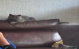 British Shorthair cats for sale: Britsh Shorthair - Image 1