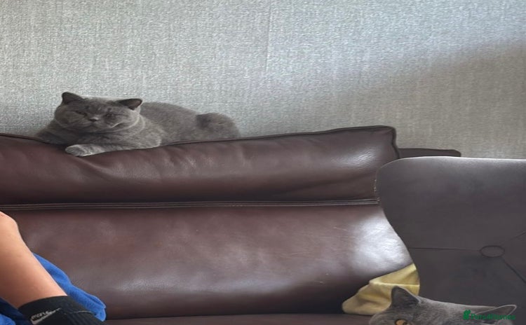 British Shorthair cats - Advert 12