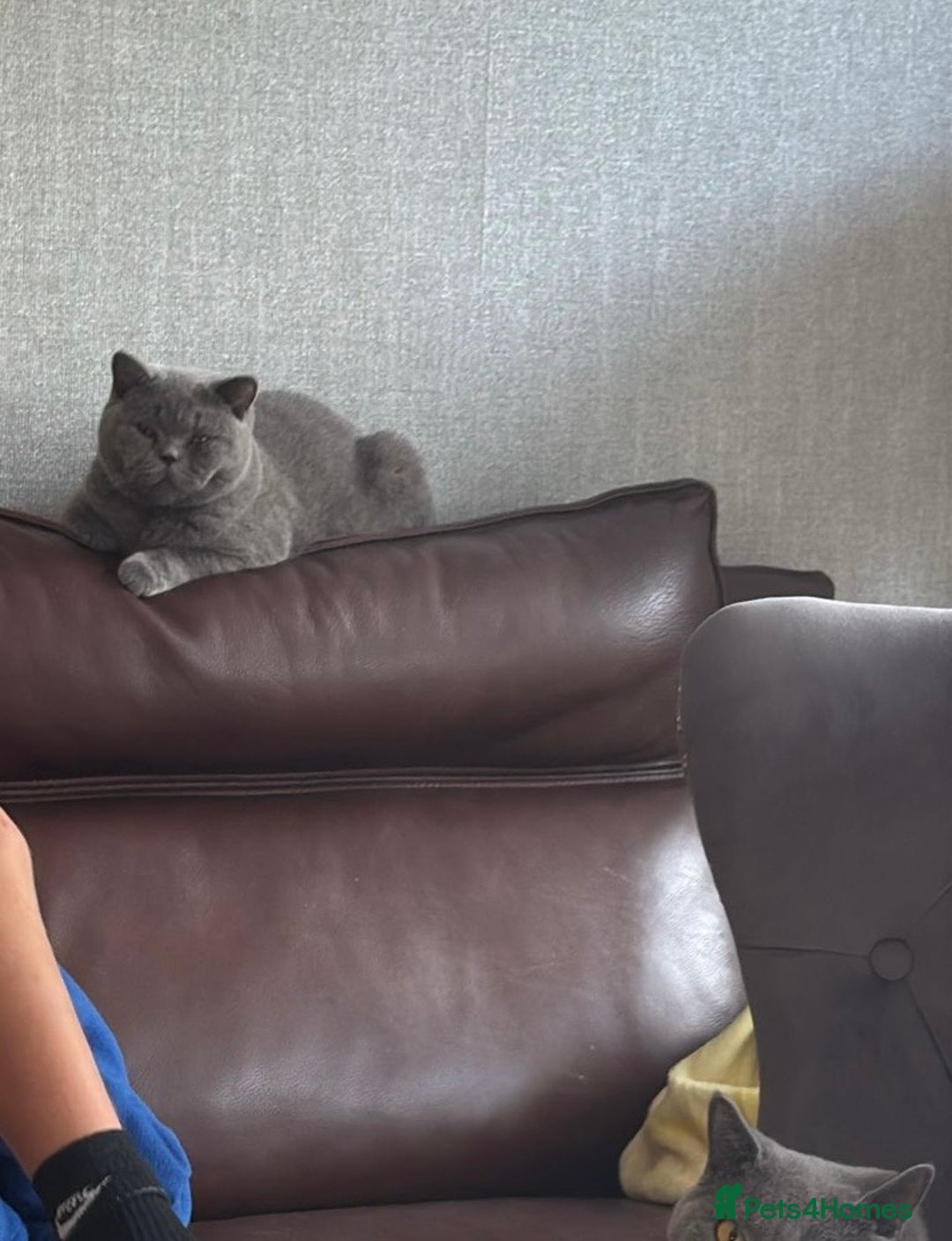 British Shorthair cats for sale: Britsh Shorthair - Image 1