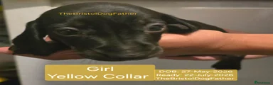Miniature Dachshund Yellow