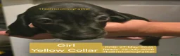 Miniature Dachshund dogs for sale: Miniature Dachshund Smooth Haired Puppies - Advert 5