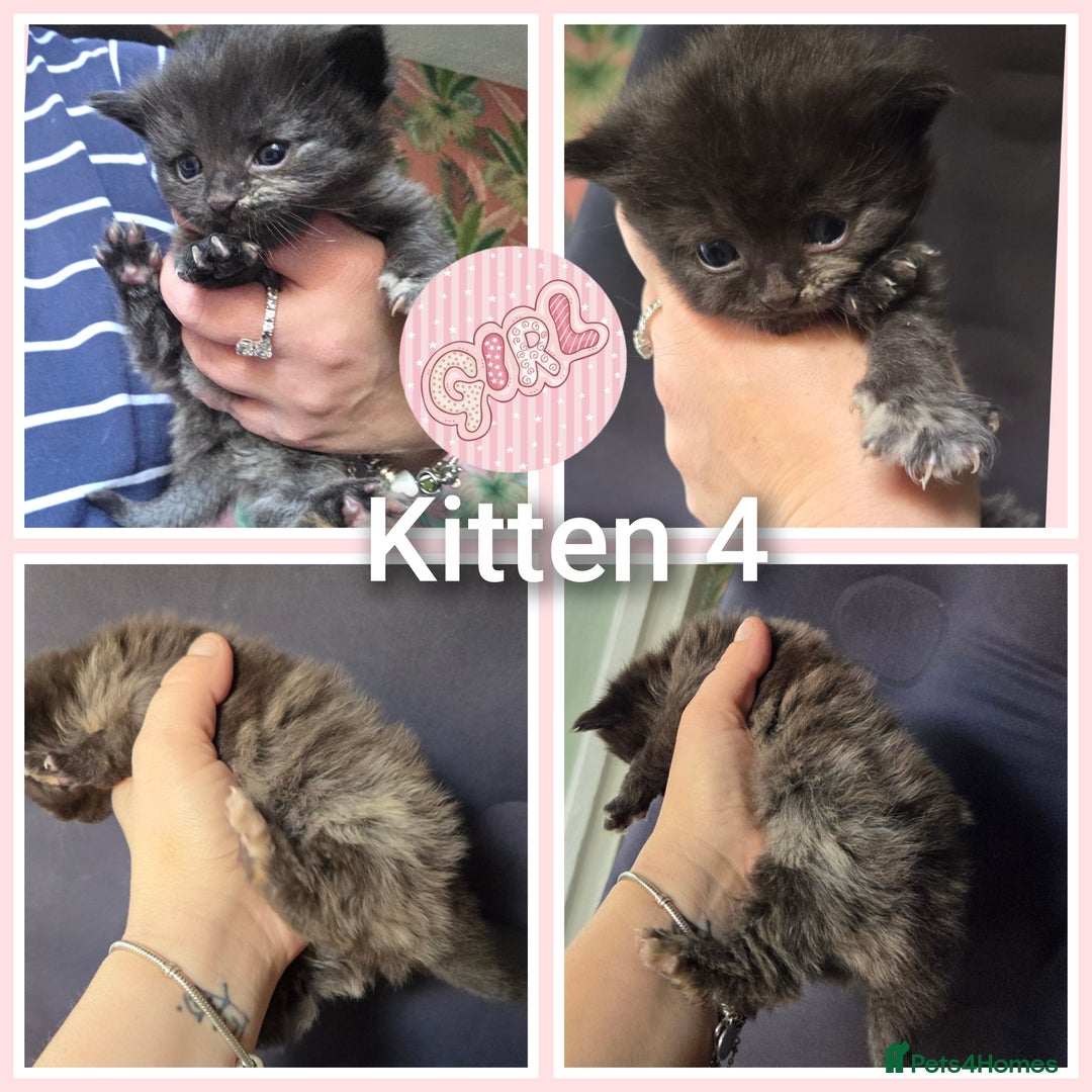 Mixed Breed cats for sale: 4 kittens looking for forever homes  - Image 5
