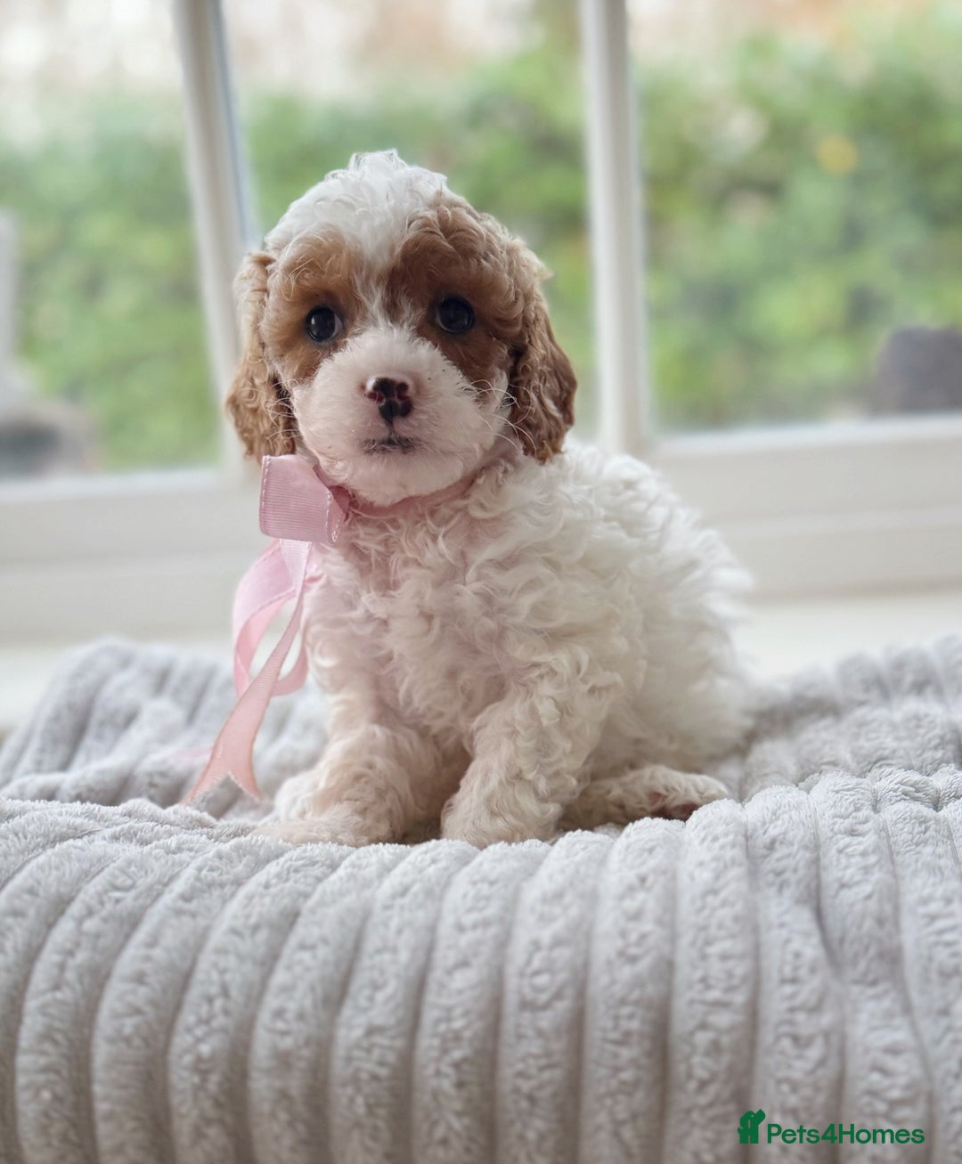 Cavapoochon dogs for sale: Cavapoochon puppies ready to leave 23 December  - Advert 5