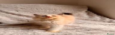 Della 