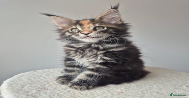 Maine Coon cats - Advert 4