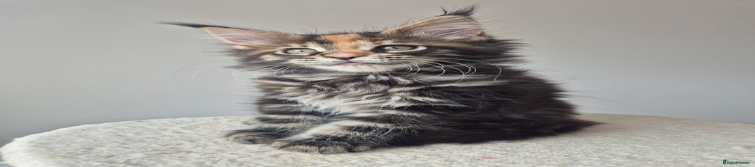 Maine Coon Kitten 6