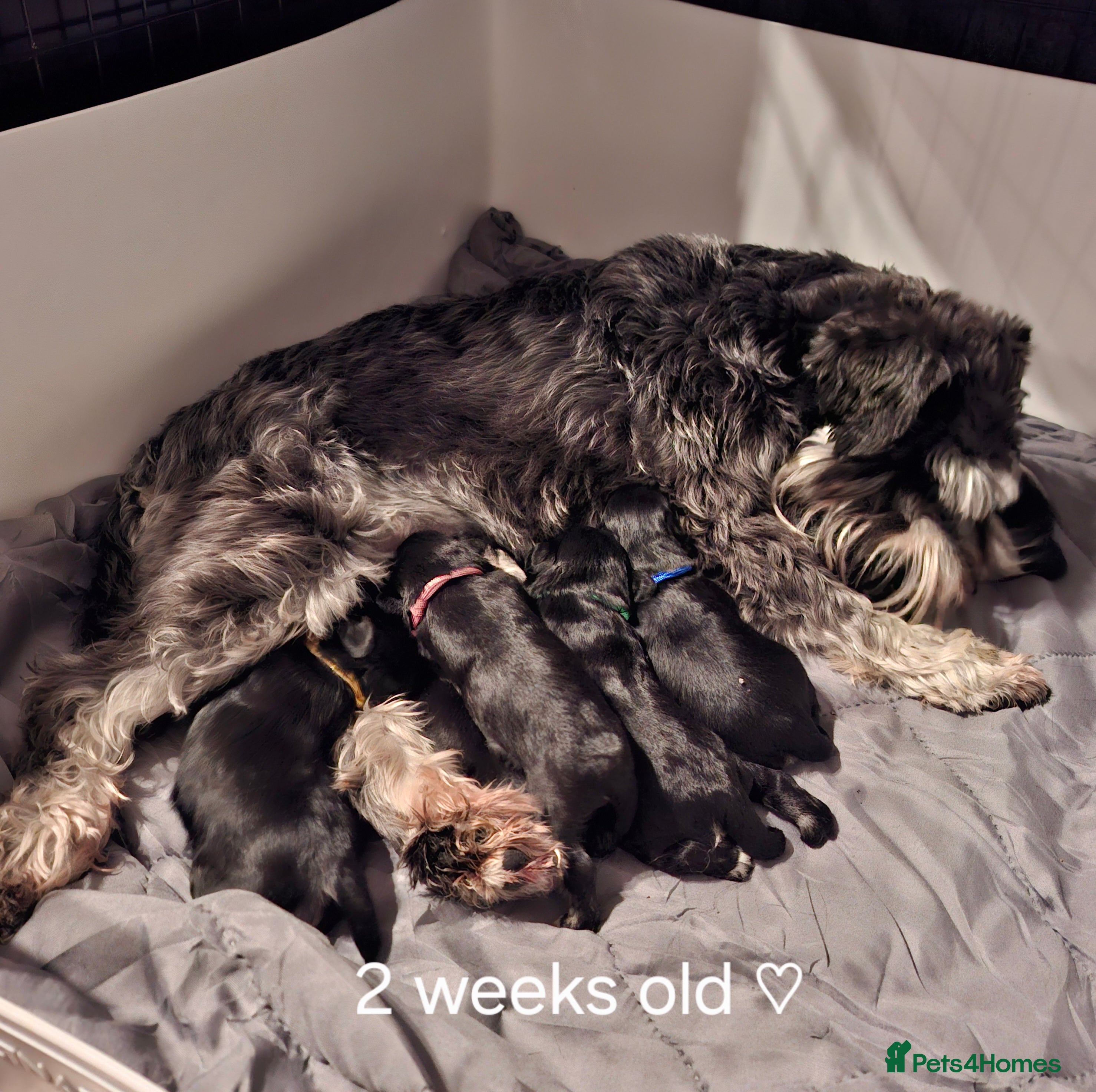 Miniature Schnauzer dogs Fantastic litter of Black and Silver pups K.C Reg - Advert 1