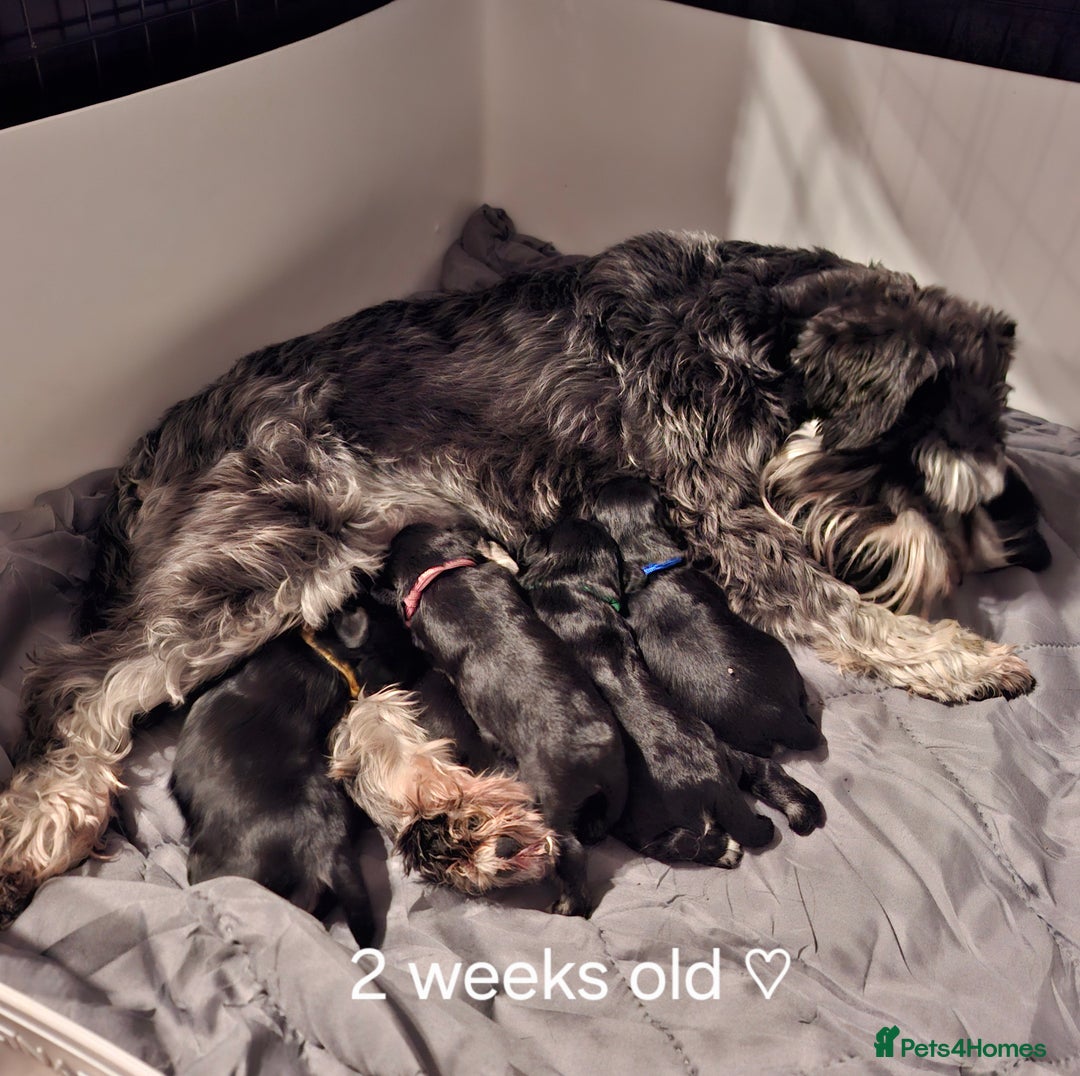 Miniature Schnauzer dogs for sale: Fantastic litter of Black and Silver pups K.C Reg - Advert 8