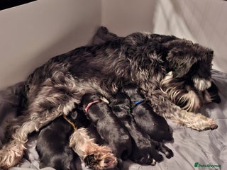 Miniature Schnauzer dogs Fantastic litter of Black and Silver pups K.C Reg - Advert 18