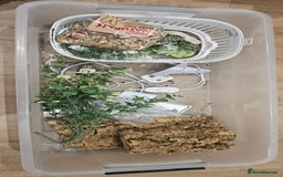 Tortoise reptiles for sale: 4YO (f) hermann & 3YO (f) spur tighed tortoise  - Image 9