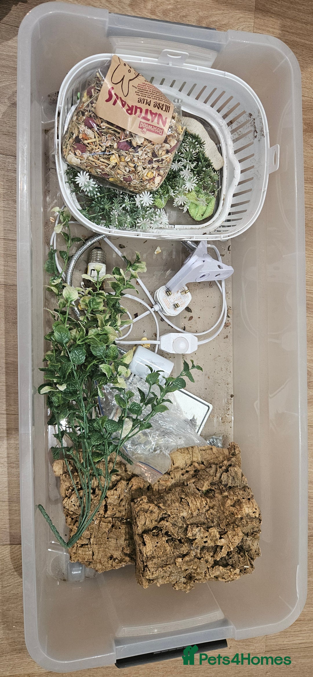 Tortoise reptiles for sale: 4YO (f) hermann & 3YO (f) spur tighed tortoise  - Image 9