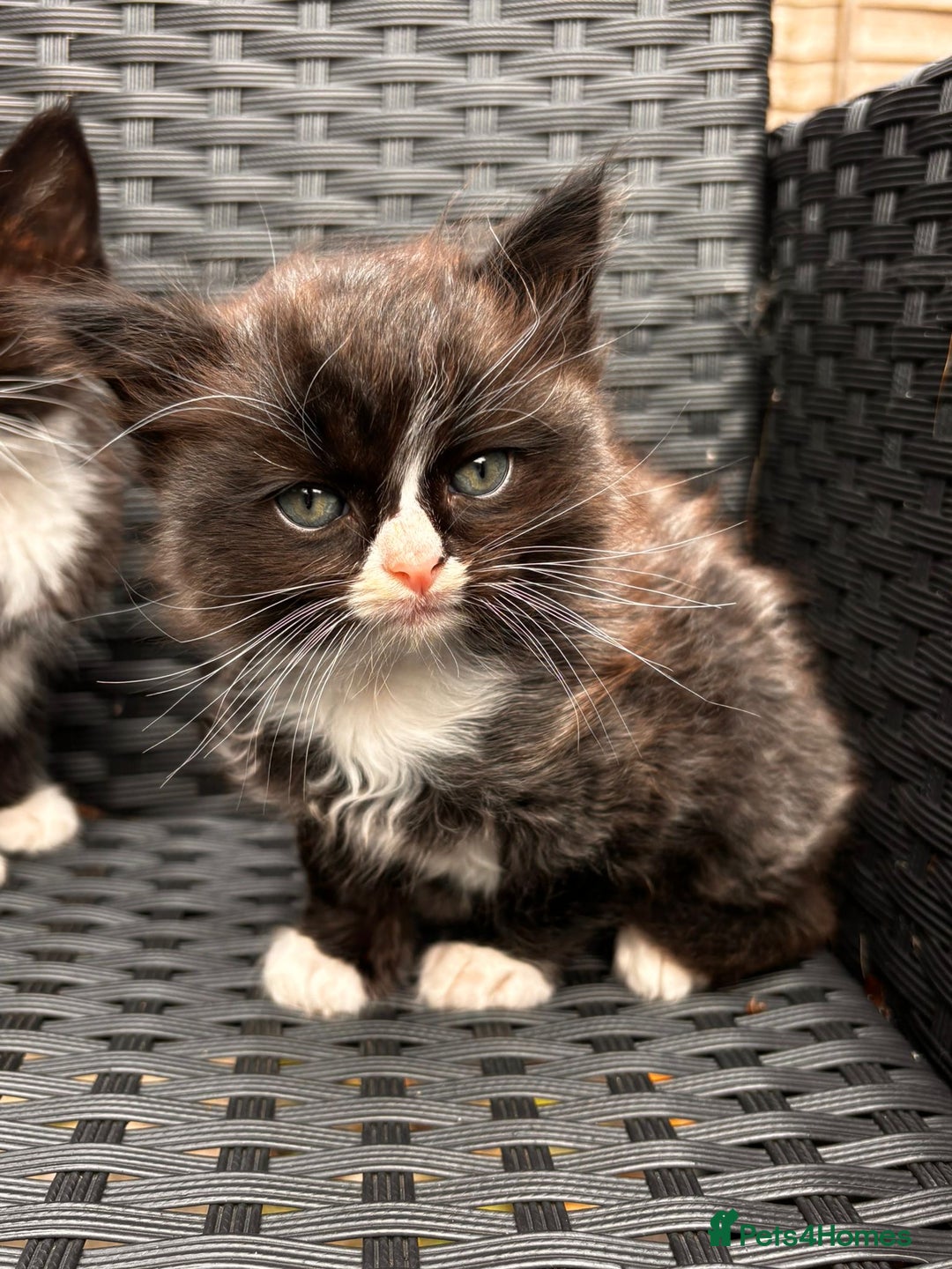 Mixed Breed cats for sale: Ragdoll mixed breed - Advert 5