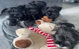 Miniature Schnauzer dogs for sale: KC Pedigree Mini Schnauzer - Image 17