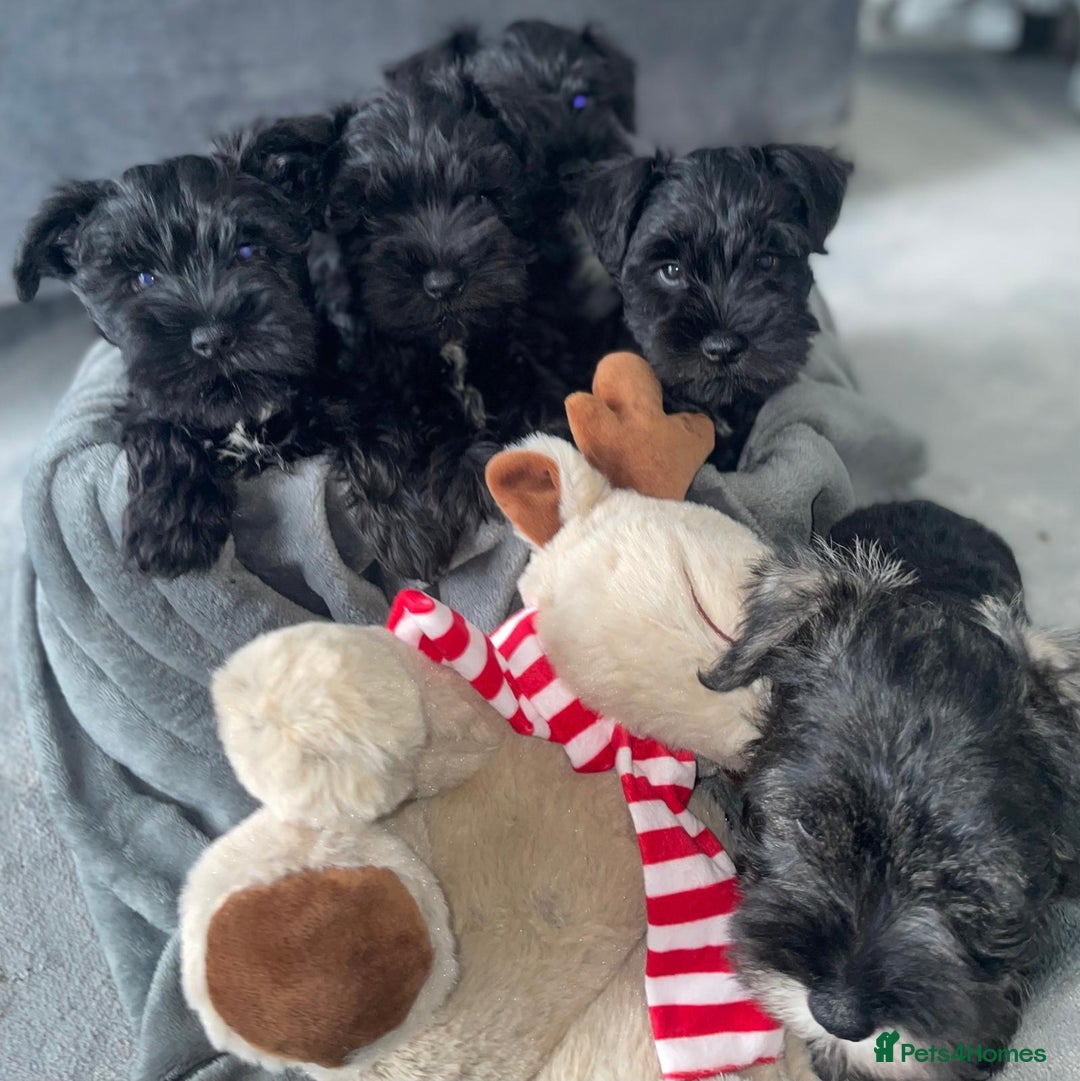 Miniature Schnauzer dogs for sale: KC Pedigree Mini Schnauzer - Image 17