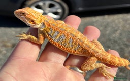 Bearded Dragon reptiles for sale: Various Hi End Bearded Dragons - Image 4