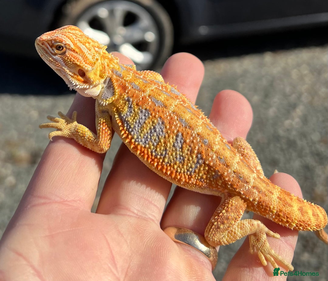 Bearded Dragon reptiles for sale: Various Hi End Bearded Dragons - Image 4