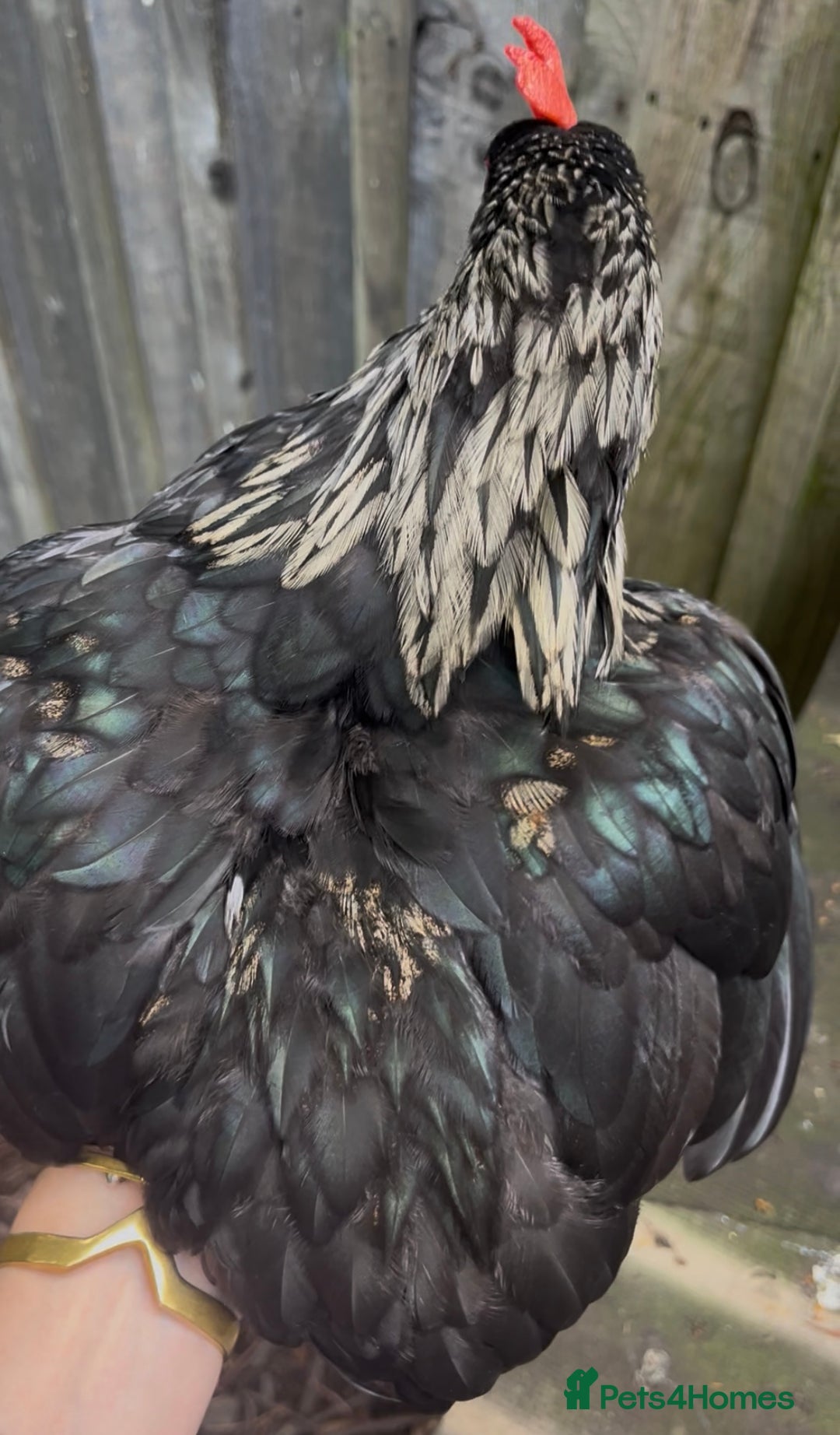 Chickens poultry for sale: Stunning black and gold Pekin Cockerel - Image 2