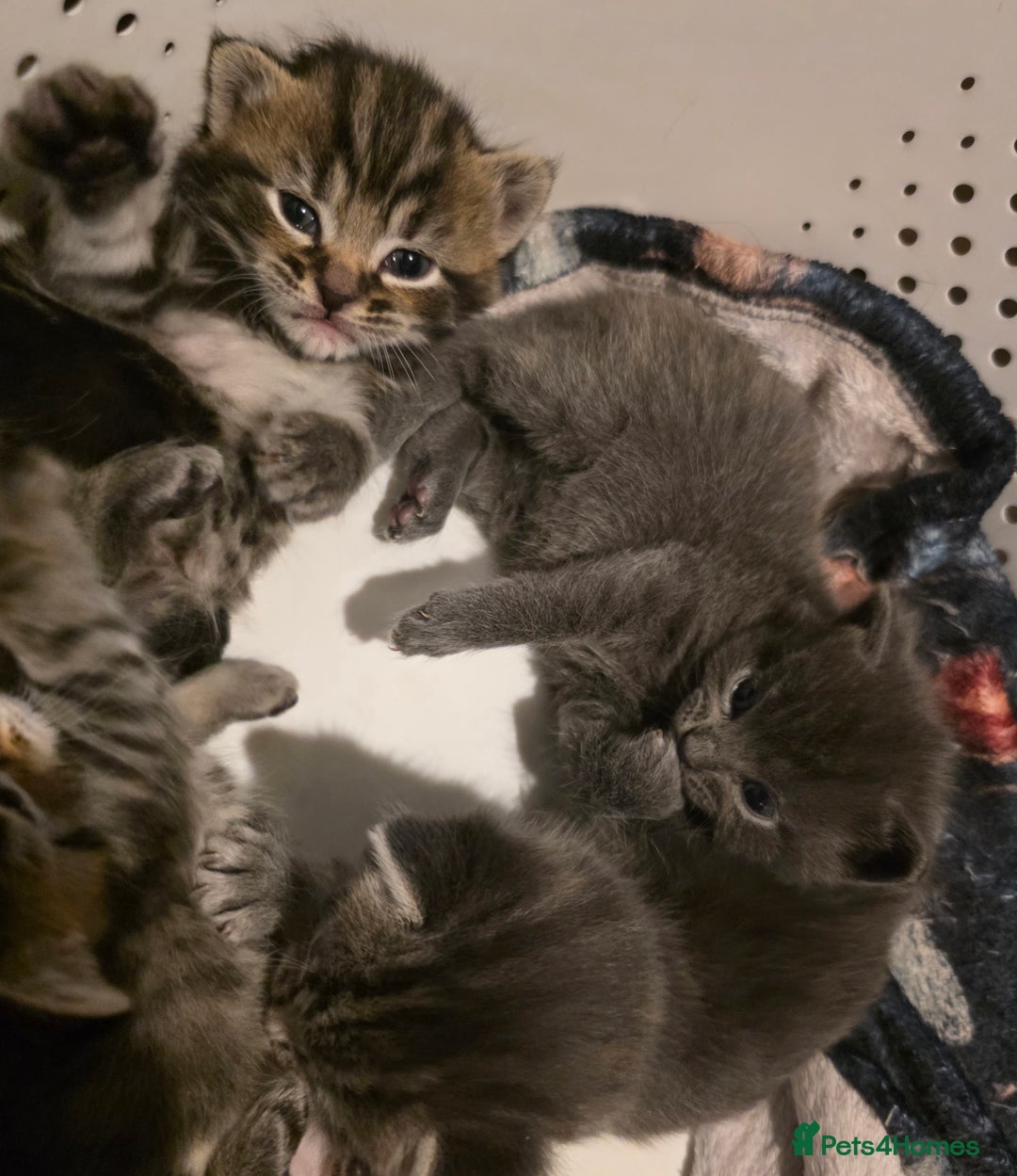 Mixed Breed cats for sale: Long haired tabby kittens.  - Advert 10