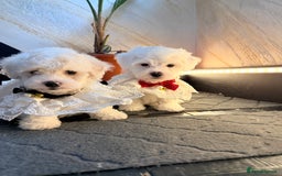 Bichon Frise dogs for sale: 🐶 Bichon Puppies – looking for loving Homes  - Image 5