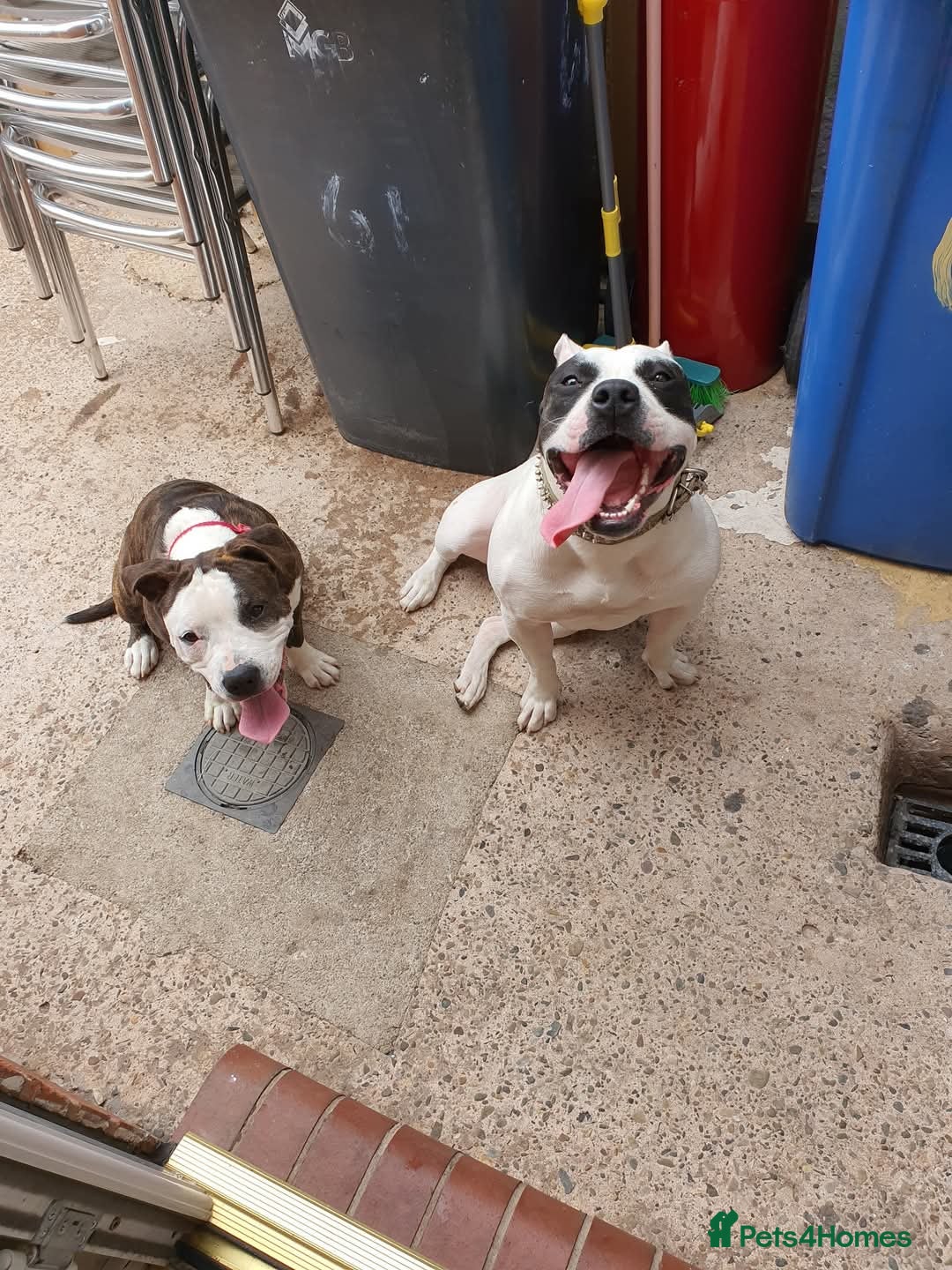 American Bully dogs American bully standard and american Staffordshire in Warrington - Advert 5